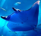 Closeup Of A Manta Ray Photo By: Ken Funakoshi Https://Creativecommons.org/Licenses/By-Sa/2.0/