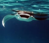 Manta Ray Swimming Toward Camera