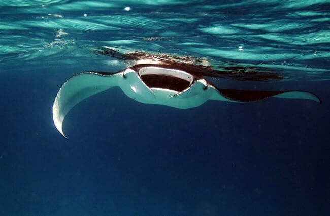 Manta ray swimming toward camera