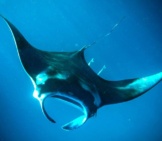 Diving Manta Ray Photo By : Henrik Winther Andersen Https://Creativecommons.org/Licenses/By-Sa/2.0/