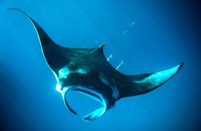 Diving manta ray Photo by : Henrik Winther Andersen https://creativecommons.org/licenses/by-sa/2.0/