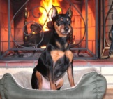 Miniature Pinscher Posing In Front Of The Fire