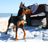 Black And Tan Miniature Pinscher At The Beachphoto By: Leonardo Dasilvahttps://Creativecommons.org/Licenses/By/2.0/