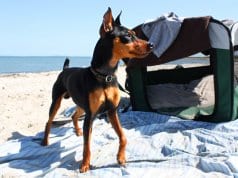 Black and tan Miniature Pinscher at the beachPhoto by: Leonardo Dasilvahttps://creativecommons.org/licenses/by/2.0/