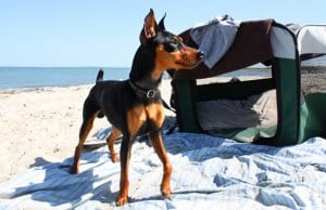 Black and tan Miniature Pinscher at the beachPhoto by: Leonardo Dasilvahttps://creativecommons.org/licenses/by/2.0/