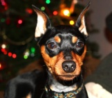 Christmas Portrait Of A Miniature Pinscher Photo By: Leonardo Dasilva Https://Creativecommons.org/Licenses/By/2.0/