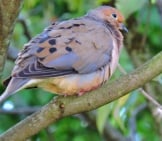 Morning Dove On A Tree Branch