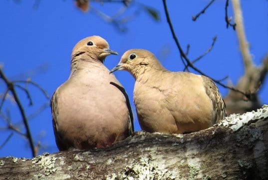 A pair of mourning doves on a fall afternoonPhoto by: patricia piercehttps://creativecommons.org/licenses/by/2.0/