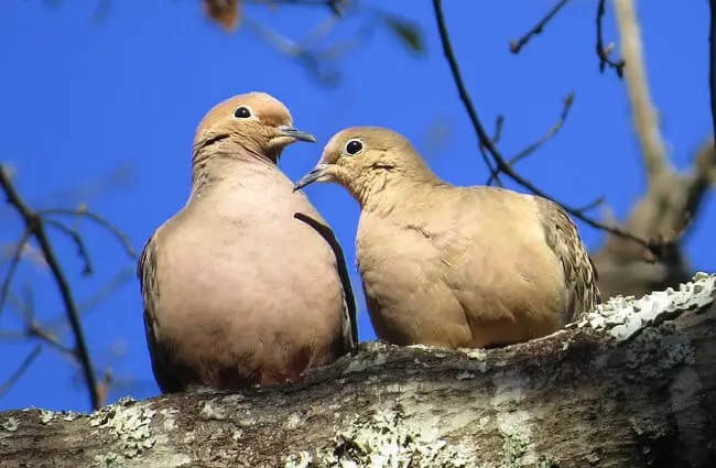 A pair of mourning doves on a fall afternoonPhoto by: patricia piercehttps://creativecommons.org/licenses/by/2.0/