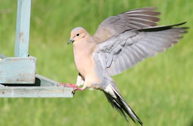 Mourning dove landing on a bird feeder Photo by: Robert Taylor https://creativecommons.org/licenses/by/2.0/