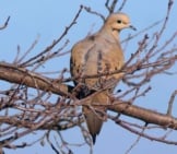 Mourning Dove On A Spring-Budded Tree Branch