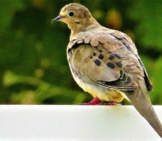 Mourning Dove, Photographed In Massapequa, New York Photo By: John Wisniewski Https://Creativecommons.org/Licenses/By/2.0/