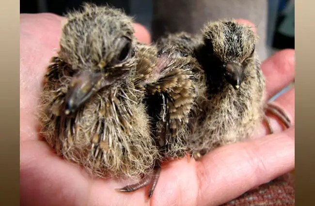 Mourning dove chicks being cared for at a preserve Photo by: Audrey https://creativecommons.org/licenses/by/2.0/