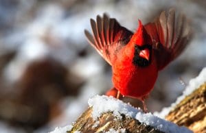 Closeup of a beautiful Northern Cardinal in winter