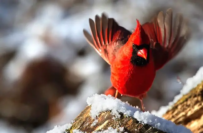 Крупный план красивого северного кардинала зимой