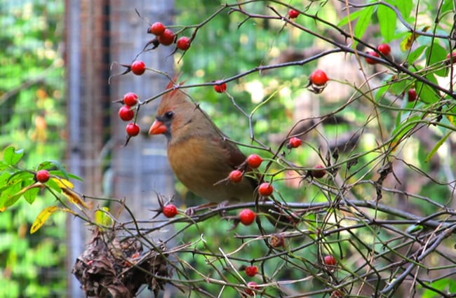 Female Northern Cardinal harvesting berries