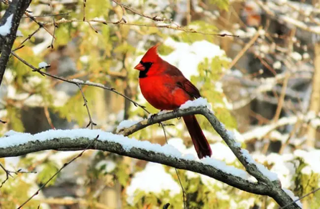 Яркий самец северного кардинала на заснеженной ветке дерева
