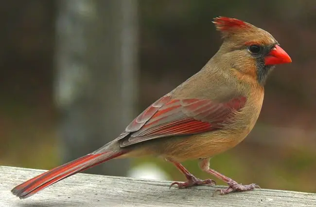 Самка северного кардинала — обратите внимание на ее более темное оперение