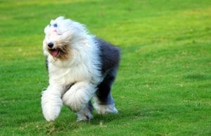 Old English Sheepdog running through the yard
Photo by: (c) raywoo www.fotosearch.com