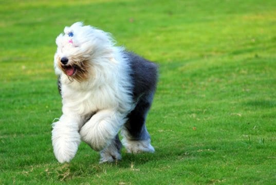 Old English Sheepdog running through the yard
Photo by: (c) raywoo www.fotosearch.com