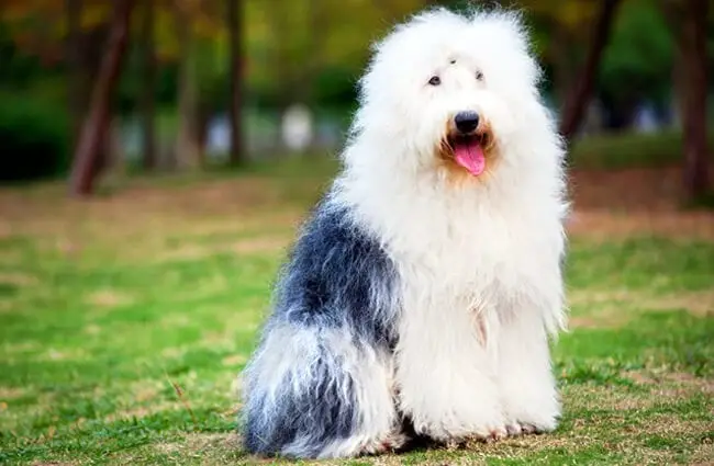 old english sheepdog running