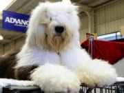 Old English Sheepdog Old English Sheepdog groomed for showPhoto by: Chris Phutullyhttps://creativecommons.org/licenses/by/2.0/