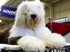 Old English Sheepdog groomed for showPhoto by: Chris Phutullyhttps://creativecommons.org/licenses/by/2.0/