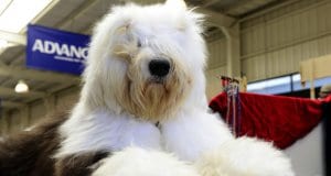 Old English Sheepdog groomed for showPhoto by: Chris Phutullyhttps://creativecommons.org/licenses/by/2.0/