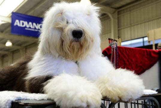 Old English Sheepdog groomed for showPhoto by: Chris Phutullyhttps://creativecommons.org/licenses/by/2.0/