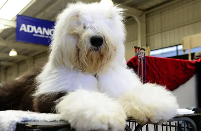 Old English Sheepdog groomed for showPhoto by: Chris Phutullyhttps://creativecommons.org/licenses/by/2.0/