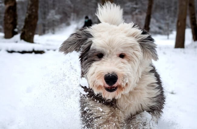 Old English Sheepdog, face trimmed, playing in the snow Photo by: Norlando Pobre https://creativecommons.org/licenses/by/2.0/