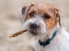 Rough-coated Parson Russel Terrier at the beach