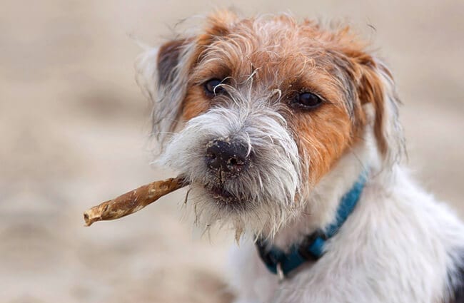 rough coated jack russell terrier