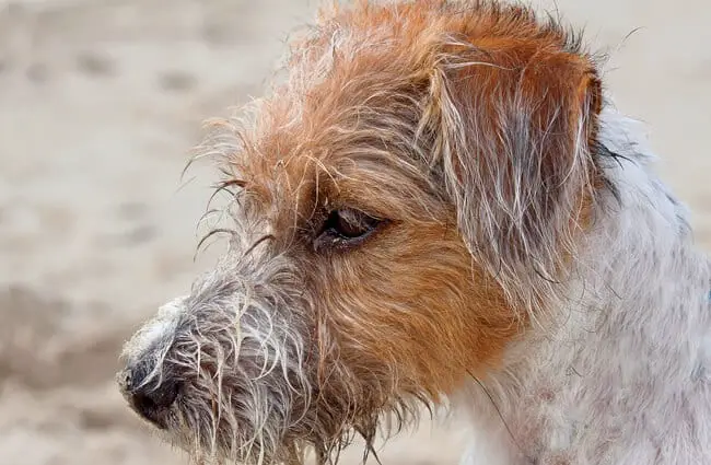 Rough-coated Parson Russel Terrier at the beach