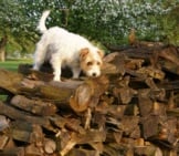 Parson Russel Terrier Hunting For Critters In The Wood Pile