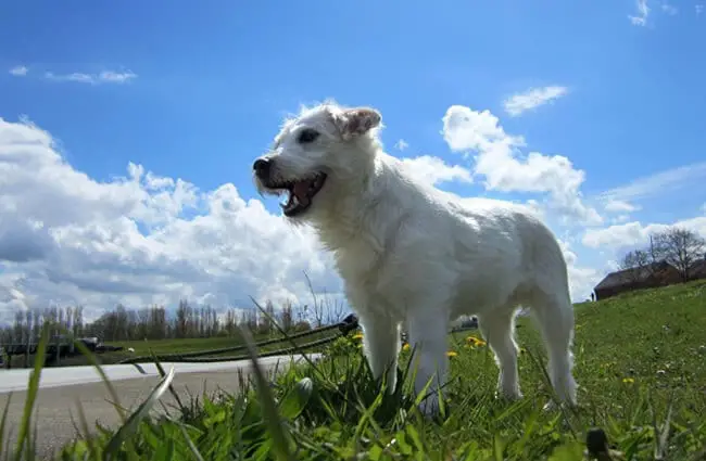 White Parson Russel Terrier