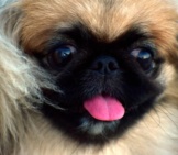 Closeup Of A Pekingese&#039;S Face