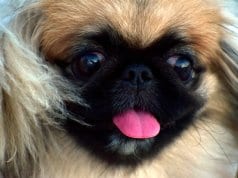 Closeup of a Pekingese's face