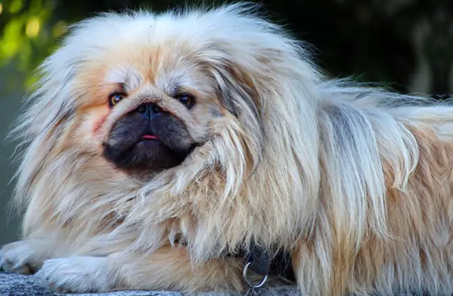 Portrait of a lovely Pekingese - notice his lion mane