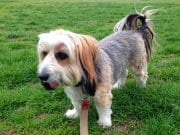 Petit Basset Griffon VendeenPhoto by: Elliott Plackhttps://creativecommons.org/licenses/by-sa/2.0/