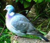 Pigeon Ramier Posé Sur Un Rocher