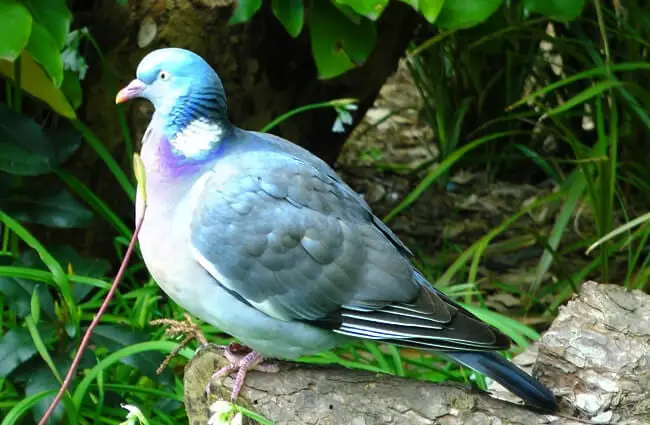 Common wood pigeon resting on a rock