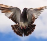 Pigeon In Flight