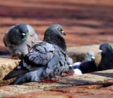 Part Of A Flock Of Pigeons Cleaning Up The City&#039;S Gutters
