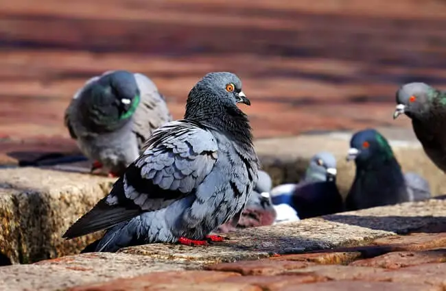 Part of a flock of pigeons cleaning up the city#039;s tagrender