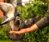 Tauben, die im Park von Hand gefüttert werden