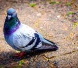 Pigeon Ramier Sur Un Trottoir De La Ville
