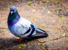 Common pigeon on a sidewalk in the city
