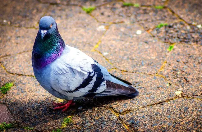 Pigeon ramier sur un trottoir de la ville