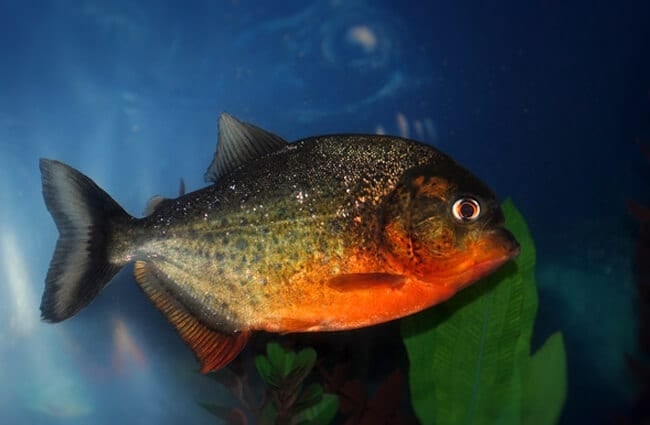 Red bellied piranha